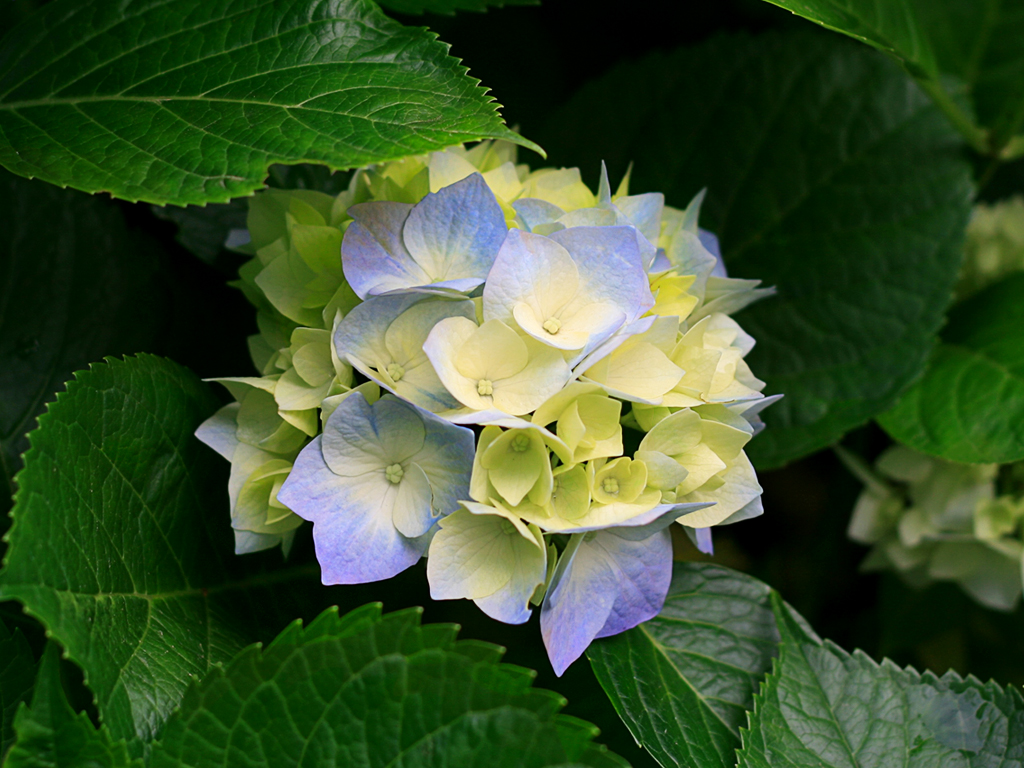 202208192042411978195_hydrangeas.jpg