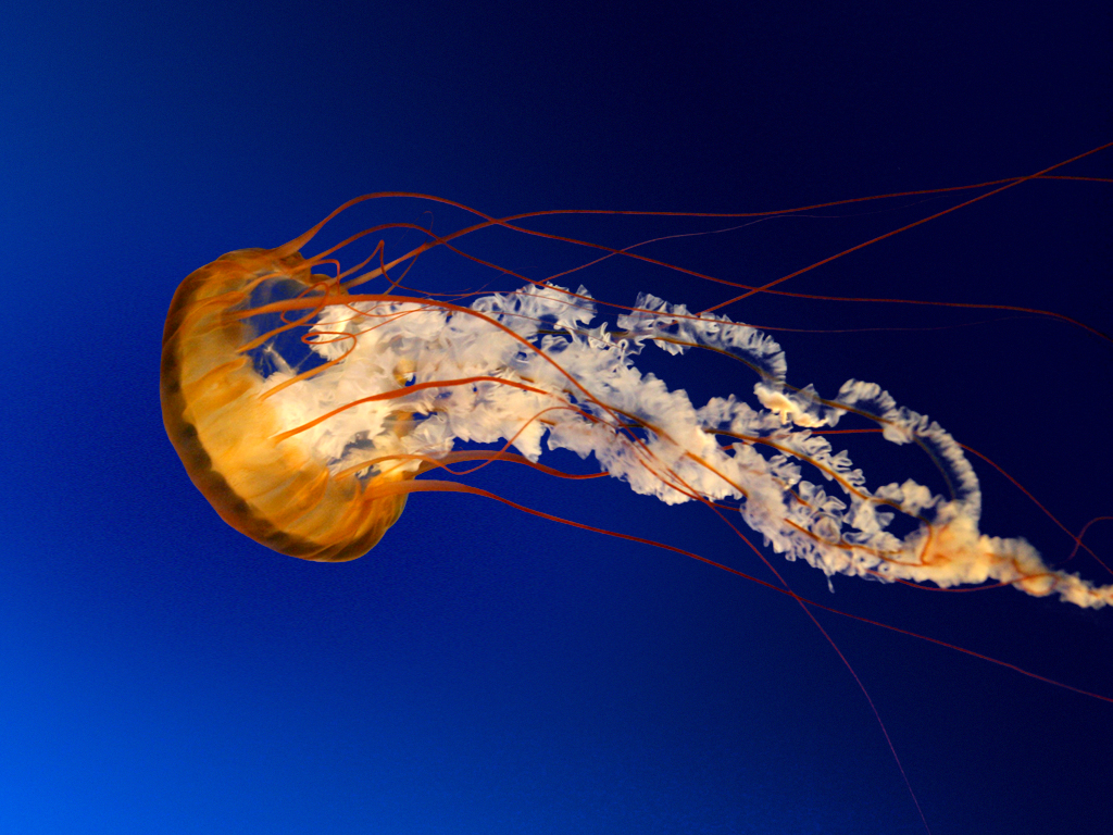 202206211530188155266_jelly_fish.jpg